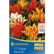   Cibuľky tulipánu Mega balenie Balkónové kúzlo 17 ks Kiepenkerl