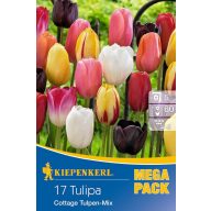   Cibuľky tulipánov Mega balenie Cottage Mix 15 ks Kiepenkerl