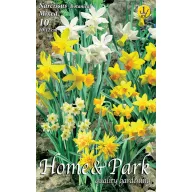   Cibuľoviny trpasličie narcisy farebná zmes 10 ks Rédei Kertimag