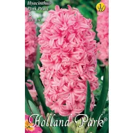 Cibuľky hyacintu Pink Pearl 3 ks Rédei Kertimag