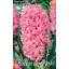 Cibuľky hyacintu Pink Pearl 3 ks Rédei Kertimag