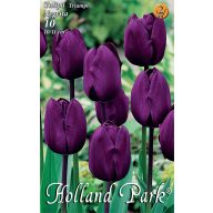 Cibuľky tulipánu Negrita 10 ks Rédei Kertimag