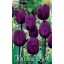 Cibuľky tulipánu Negrita 10 ks Rédei Kertimag