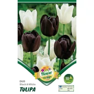 Cibuľovina tulipánu Duo Black&White 10 ks Rédei Kertimag