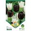 Cibuľovina tulipánu Duo Black&White 10 ks Rédei Kertimag