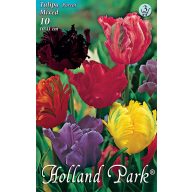   Cibuľky papagájových tulipánov farebná zmes 10 ks Rédei Kertimag