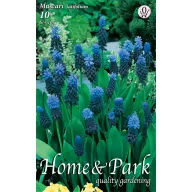   Kvetinové cibuľky Gyöngyike (Muscari latifolium) 10 ks Rédei Kertimag