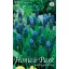 Kvetinové cibuľky Gyöngyike (Muscari latifolium) 10 ks Rédei Kertimag