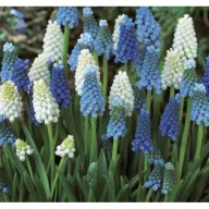  Cibuľovina Gyöngyike (Muscari latifolium) Mix 10 ks Rédei Kertimag