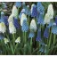 Cibuľovina Gyöngyike (Muscari latifolium) Mix 10 ks Rédei Kertimag