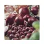 Sadbová cibuľa — fialová Red Comred 14–19 mm 250 g VM