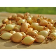 Dughagyma Senshyu žltá 14-19 mm 250 g VM