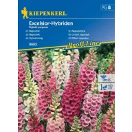 Náprstník Excelsior-hybridy 50 semien Kiepenkerl