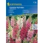 Náprstník Excelsior-hybridy 50 semien Kiepenkerl