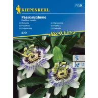 Mučenka 20 semien Kiepenkerl