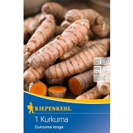 Kurkuma (rhizóm) Kiepenkerl 1 ks