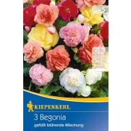   Kvetinové cibuľky hľuznatej begónie (plnokvetá) farebná zmes Kiepenkerl 3 ks