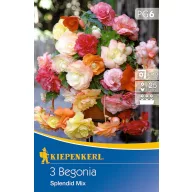   Kvetinové cibuľky hľuznatej begónie Splendid Mix Kiepenkerl 3 ks