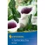 Cibuľka kála (Zantedeschia) Vermeer (bielo-fialová) Kiepenkerl 1 ks