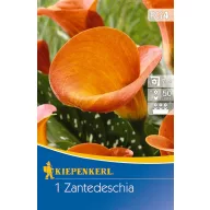   Cibuľka kála (Zantedeschia) oranžová (narancssárga) Kiepenkerl 1 ks