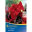 Kvetinová cibuľka kanny (Canna) Black Knight (červená) Kiepenkerl 1 ks