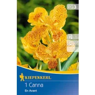   Kvetinová cibuľa kanna (Canna) En Avant (žltá) Kiepenkerl 1 ks