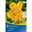 Kvetinová cibuľa kanna (Canna) En Avant (žltá) Kiepenkerl 1 ks