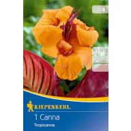   Kvetinová cibuľka Kanna (Canna) Tropicanna (oranžová) Kiepenkerl 1 ks