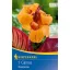 Kvetinová cibuľka Kanna (Canna) Tropicanna (oranžová) Kiepenkerl 1 ks