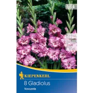   Cibuľky kvetov Mečík (Gladiolus) Vuvuzela (purpurovo‑fialovo‑ružová) Kiepenkerl 8 ks
