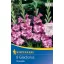 Cibuľky kvetov Mečík (Gladiolus) Vuvuzela (purpurovo‑fialovo‑ružová) Kiepenkerl 8 ks