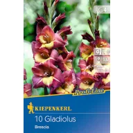   Cibuľky gladiolu (Gladiolus) Brescia (bordó-žltá) Kiepenkerl 10 ks