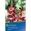 Cibuľky gladiolu (Gladiolus) Brescia (bordó-žltá) Kiepenkerl 10 ks