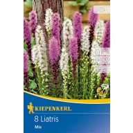Cibuľky liatris (Füzéres díszcsorba) Kiepenkerl 8 ks