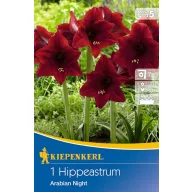   Cibuľka Amaryllis 'Arabian Night' (bordová) Kiepenkerl 1 ks