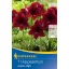 Cibuľka Amaryllis 'Arabian Night' (bordová) Kiepenkerl 1 ks