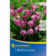   Cibuľka hyacintovej orchidey (Bletilla striata) (ružová) Kiepenkerl 1 ks