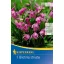 Cibuľka hyacintovej orchidey (Bletilla striata) (ružová) Kiepenkerl 1 ks