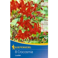   Cibuľky kvetov Krokósmia (Crocosmia) Lucifer (červená) Kiepenkerl 8 ks