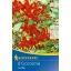 Cibuľky kvetov Krokósmia (Crocosmia) Lucifer (červená) Kiepenkerl 8 ks