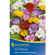  Cibuľky frézie (Freesia) s jednoduchými kvetmi, farebná zmes Kiepenkerl 10 ks