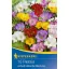 Cibuľky frézie (Freesia) s jednoduchými kvetmi, farebná zmes Kiepenkerl 10 ks