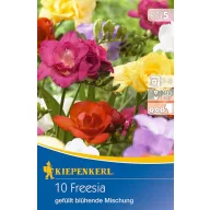   Cibuľky frézie (Freesia) plnokveté farebná zmes Kiepenkerl 10 ks