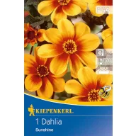   Kvetinová cibuľka dálie Sunshine (žlto-oranžová) Kiepenkerl 1 ks