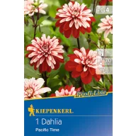   Cibuľka dálie Pacific Time (červeno-biela) Kiepenkerl 1 ks
