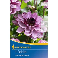 Cibuľka dália Creme de Cassis (fialová) Kiepenkerl 1 ks