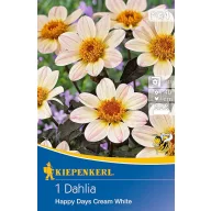   Cibuľka dálií Happy Days Cream White (krémová) Kiepenkerl 1 ks