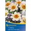 Cibuľka dálií Happy Days Cream White (krémová) Kiepenkerl 1 ks