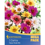 Cibuľky dália záhonová Happy Single Mix Kiepenkerl 3 ks