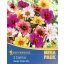 Cibuľky dália záhonová Happy Single Mix Kiepenkerl 3 ks